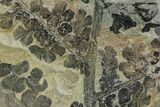 Pennsylvanian Fossil Fern (Sphenopteris) Plate - Kentucky #126218-1